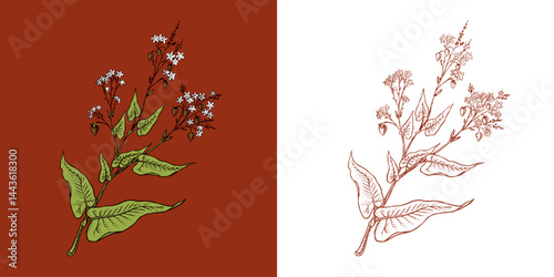 Engraved, hand drawn plant and buckwheat groats. Grass cereal crops outline icon set vector illustration. Ink and clipart style. Line hand drawing agriculture.