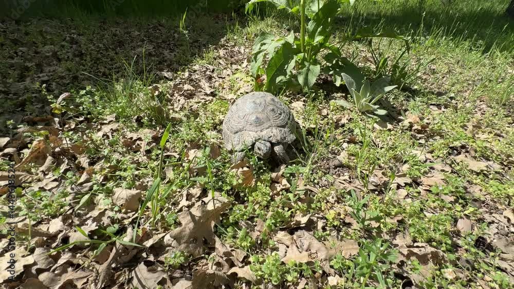 Greek tortoise (Testudo graeca), also known as the spur-thighed tortoise or Moorish tortoise, is a species of tortoise in the family Testudinidae. Greek tortoise (Testudo graeca), also known as the spur-thighed tortoise or Moorish tortoise, is a species of tortoise in the family Testudinidae.