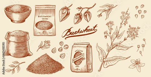 Collection of buckwheat. Engraved, hand drawn plant and buckwheat groats. Grass cereal crops outline icon set vector illustration. Ink and clipart style. Line hand drawing agriculture.