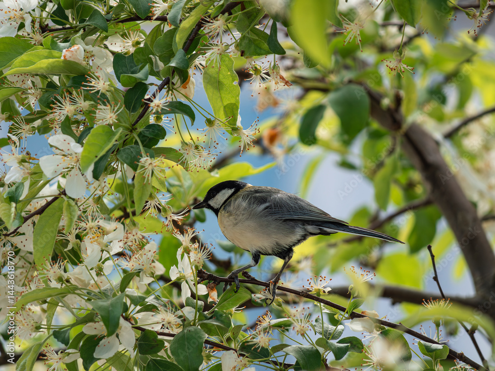 Obraz premium Animals on a branch