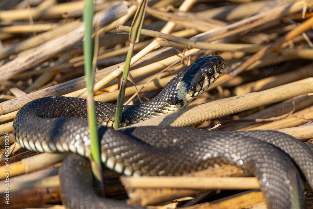 Obraz premium grass snake in the reeds