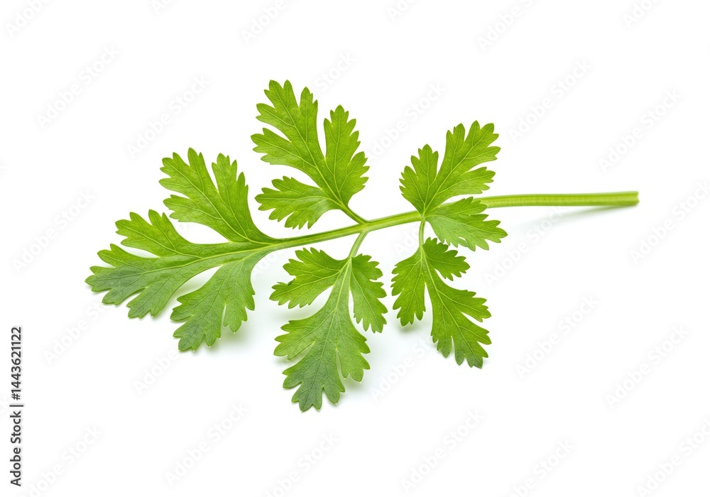 Fototapeta premium Single sprig of fresh cilantro with vibrant green leaves isolated on white background