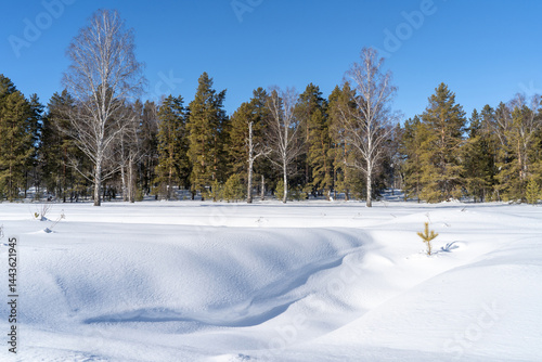 Winter forest on a sunny day. In the foreground is a snow-covered area with a pronounced snow texture.