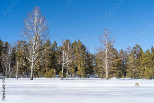 Winter forest on a sunny day. In the foreground is a snow-covered area with a pronounced snow texture.