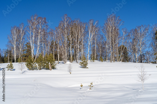 Winter forest on a sunny day. In the foreground is a snow-covered area with a pronounced snow texture.