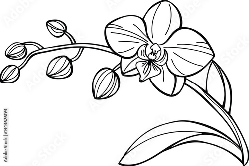 Detailed Line Art Of Orchid Flower And Buds Black And White Drawing