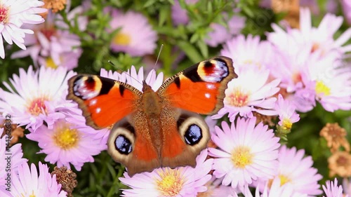 Butterfly On Summer Flowers Close Up Video