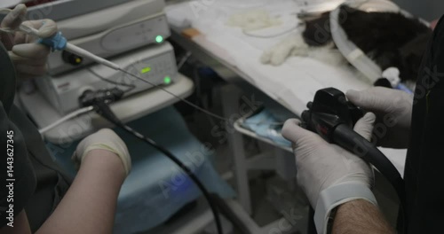 Veterinarians perform a gastroscopy and take a biopsy from an anesthetized cat at a veterinary clinic using specialized medical equipment. The veterinarian operates the gastroscope control panel.