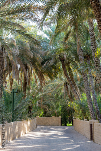 quiet path in oasis Al Ain, UAE, surrounded by tall palm trees and green fronds. Sunlight filters through the palms, casting soft shadows. A peaceful spot in the oasis photo