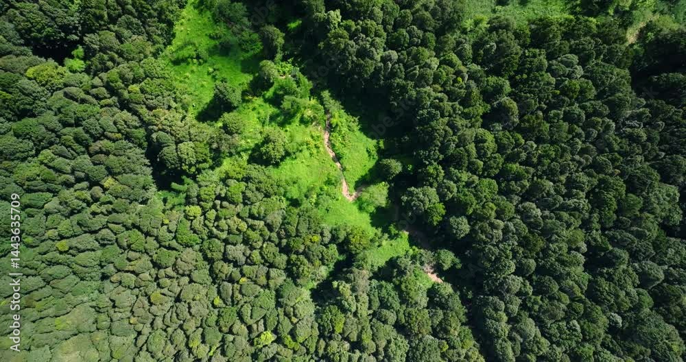 Flying over green trees in the rainforest Flying over green trees in the rainforest