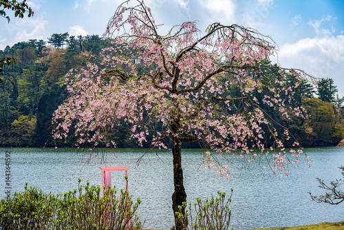 Fototapeta Naklejka Na Ścianę i Meble -  志高湖の紅枝垂れ桜