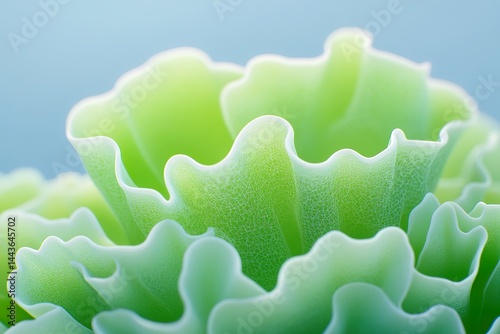 Close up of vibrant green lettuce leaves with curled edges