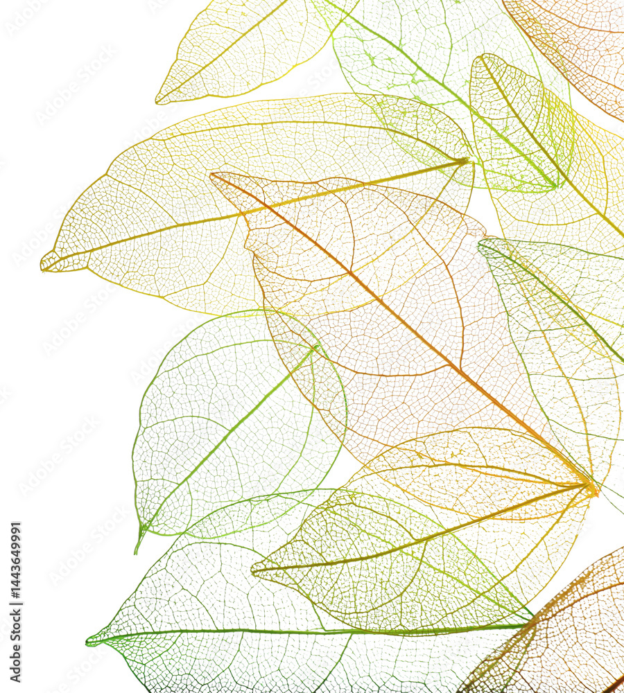 Beautiful skeletonized leaves isolated on white, top view