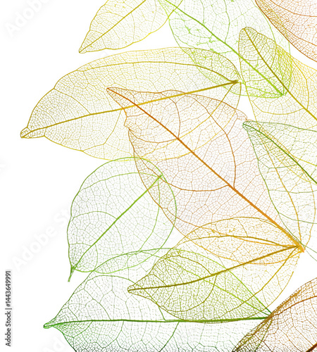 Obraz na płótnie Beautiful skeletonized leaves isolated on white, top view w salonie
