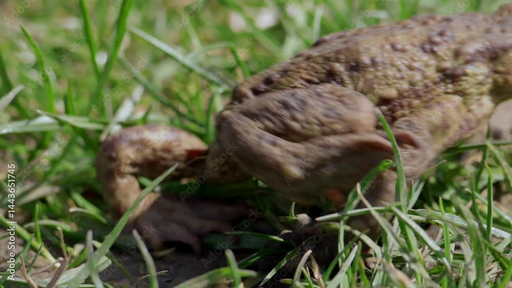 A Detailed CloseUp of a Frog Surrounded by Grass and Greenery in Its Natural Habitat