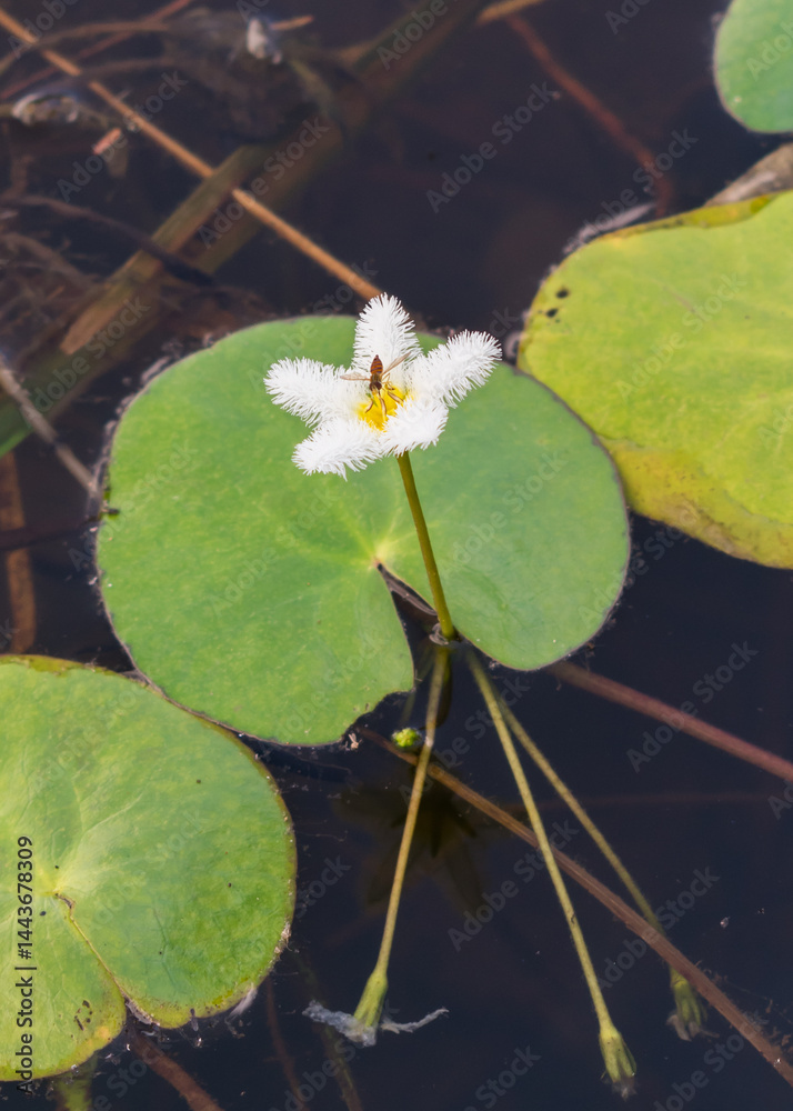 Nymphoides humboldtiana (Floatingheart) aquatic flowering plant in Canela, South of Brazil