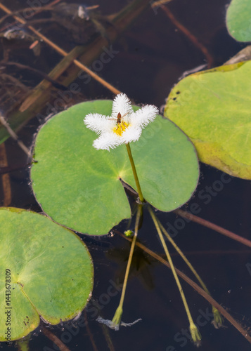 Obraz na płótnie Nymphoides humboldtiana (Floatingheart) aquatic flowering plant in Canela, South of Brazil w salonie