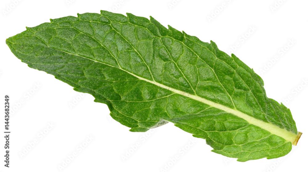 Obraz premium A single, green mint leaf with visible veins, isolated background