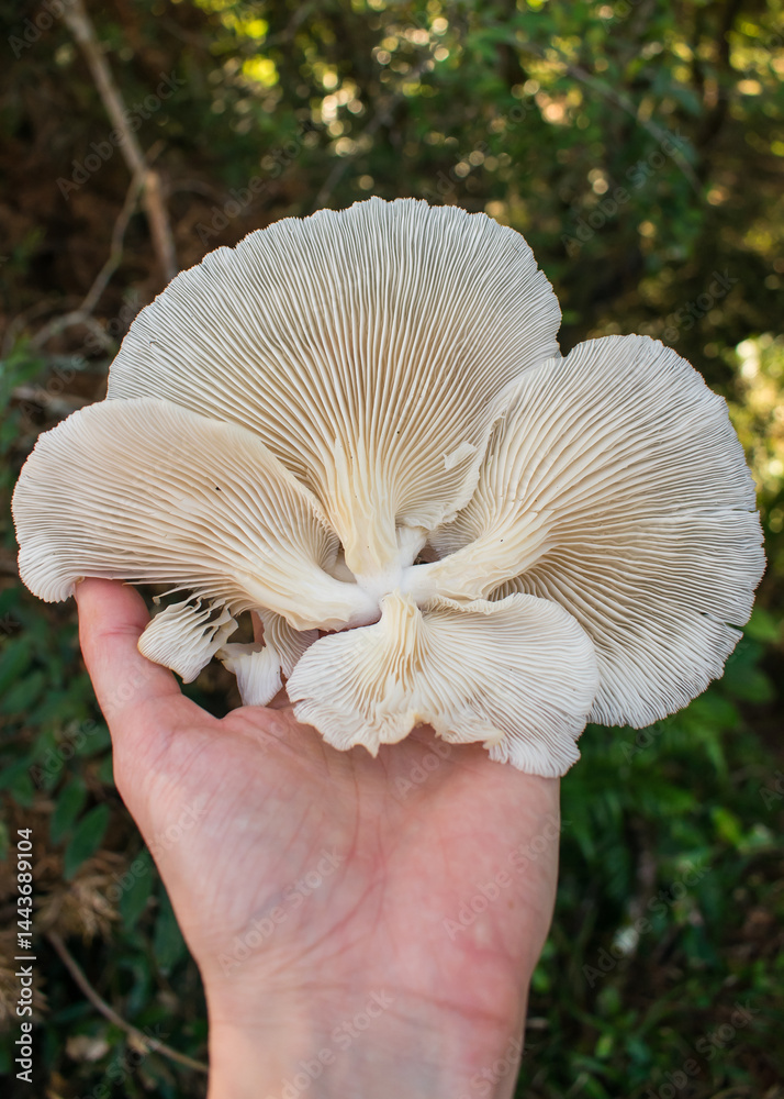 Pleurotus albidus wild edible mushroom in Sao Francisco de Paula, South of Brazil