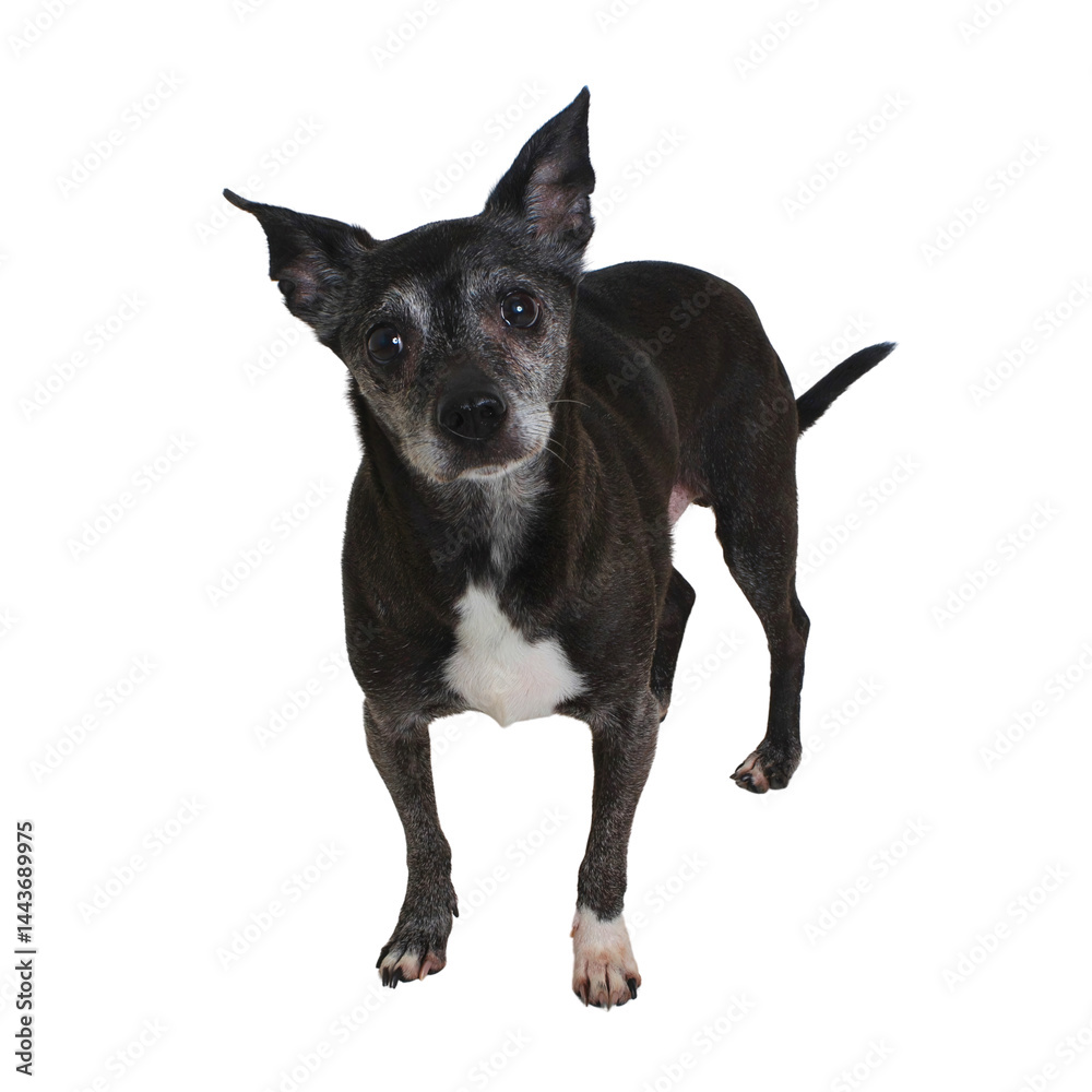 Senior Terrier Mix with Curious Eyes Senior Terrier Mix with Curious Eyes