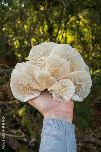 Pleurotus albidus wild edible mushroom in Sao Francisco de Paula, South of Brazil