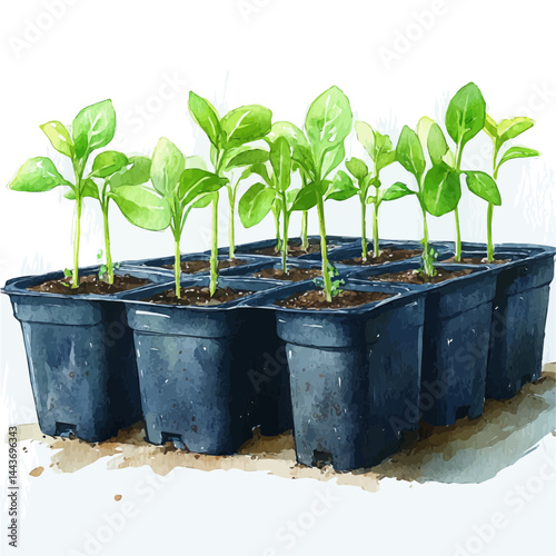 watercolor of Plastic Seedling Tray With Sprouting Plants, vector, isolated on a white background.