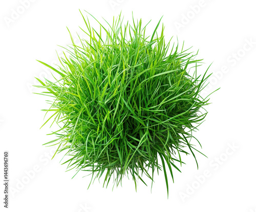 Lush green grass ball nature plant top view isolated on transparent background