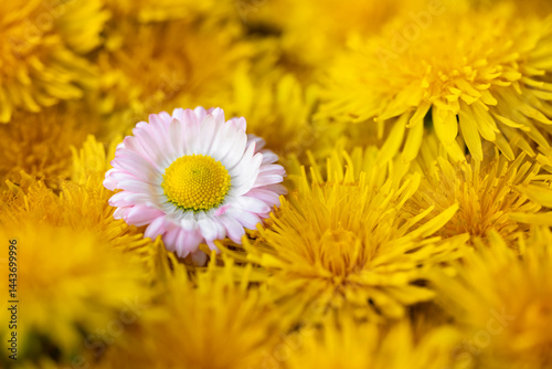 One daisy among many dandelions, viewed from above.
