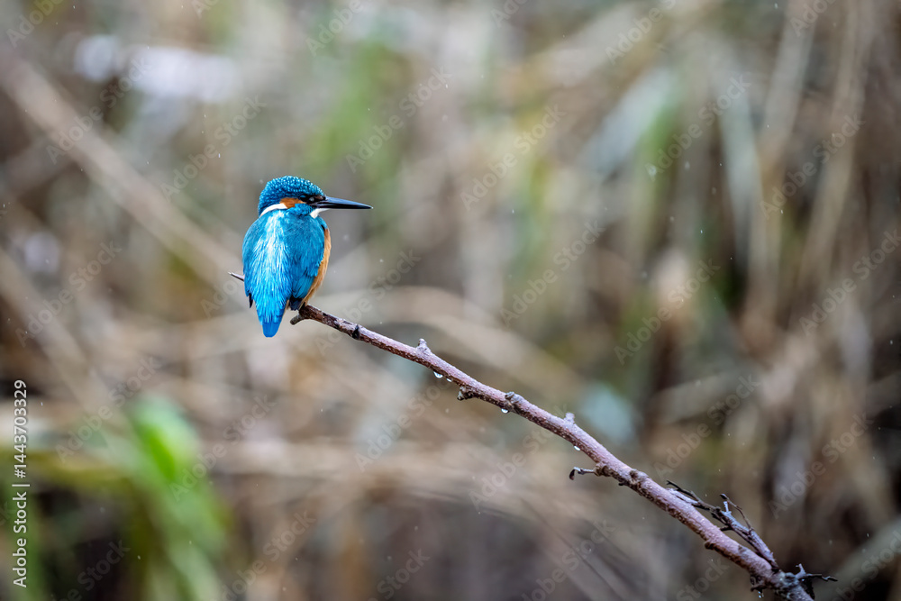 Obraz premium Eisvogel / Kingfisher