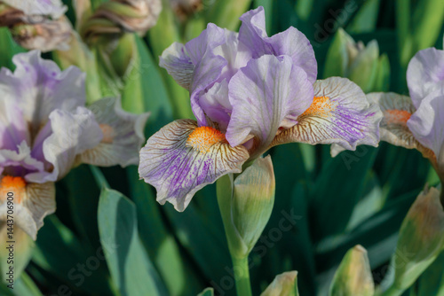 Obraz na płótnie Close-Up of a purple iris flower blooming in a green garden setting w salonie