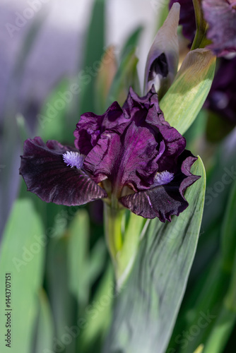 Elegant purple iris bloom in a garden Setting with green foliage