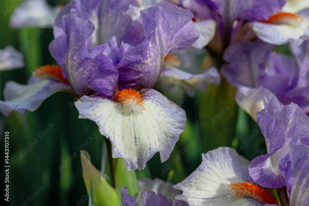 Close-Up of vibrant purple irises with striking details in bloom