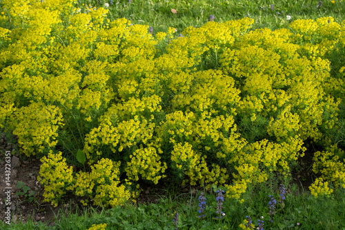 Foto Seguier's spurge plant in full bloom