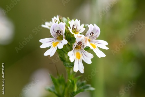 Eyebright (euphrasia officinalis) flowers