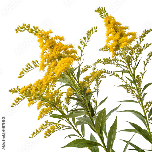goldenrod flower in Transparent Background Goldenrod Flowers Against Transparent Background. Vibrant Yellow Blooms and Lush Green Foliage. 