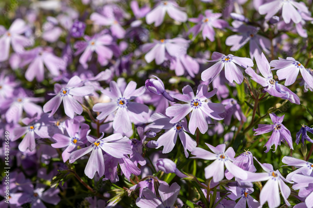 Fototapeta premium Spring blossom of mountain emerald blue creeping phlox subulata in garden close up