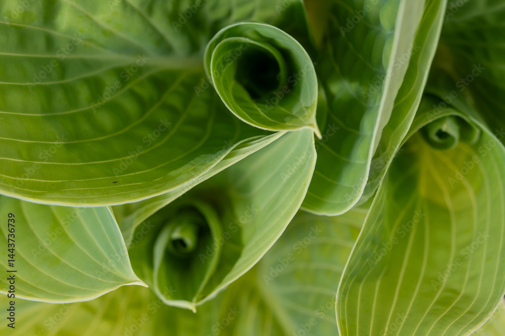 Obraz premium Greel leaves of hostas, plantain lilies widely cultivated as shade-tolerant foliage plants