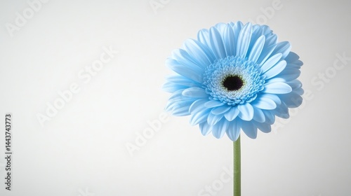 A single delicate blue gerbera daisy flower in full bloom standing tall on a slender green stem, minimalist white background, and floral elegance concept.