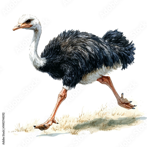 illustration of Ostrich Running Across A Field, watercolor vector, isolated on a white background.