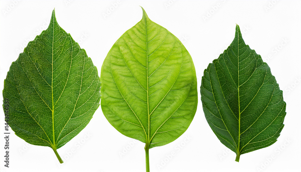 Fototapeta premium multiple leaf transparent background