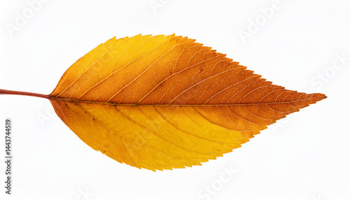 yellow autumn leaf isolated