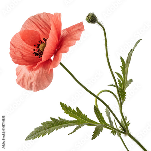 poppy flower in Transparent Background Single Light Coral Poppy Flower with Bud and Green Stem Isolated on Transparent Background