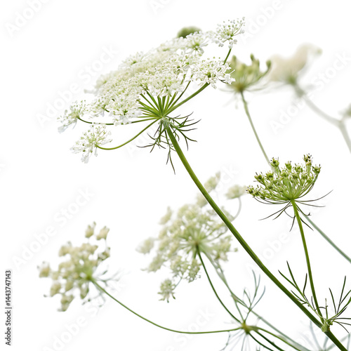 queen anne s lace flower in Transparent Background White Queen Anne's Lace Flowers in Soft Focus Against a Transparent Background