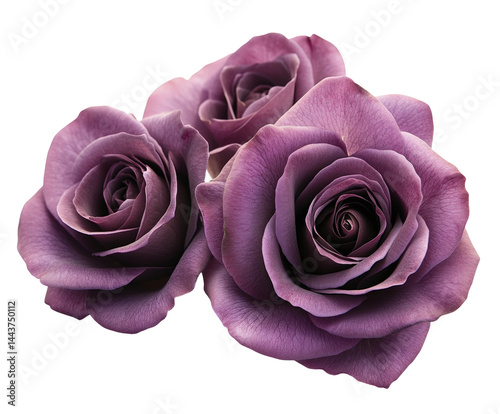 Fototapeta Naklejka Na Ścianę i Meble -  Elegant purple roses blooming in a garden floral isolated on transparent background