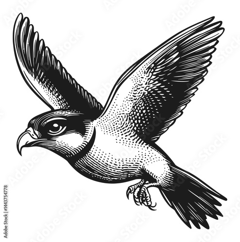 Detailed Hand-Drawn Illustration of a Flying Bird in Engraving Style
