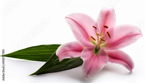 beautiful pink lily flower isolated on white background