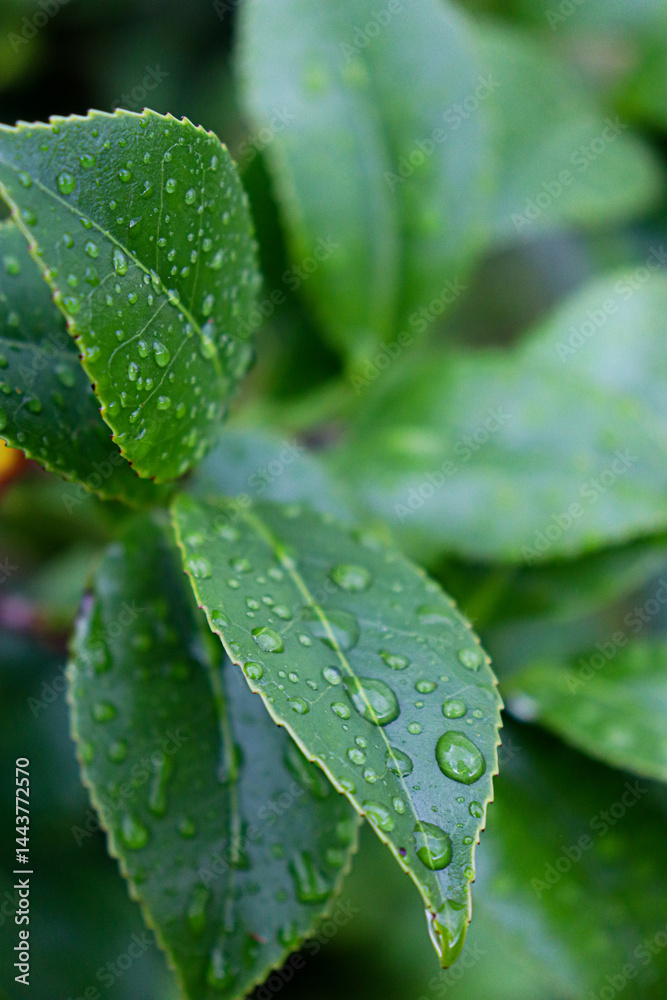 Beautiful image of leaves with many water drops
Beautiful image of leaves with many water drops