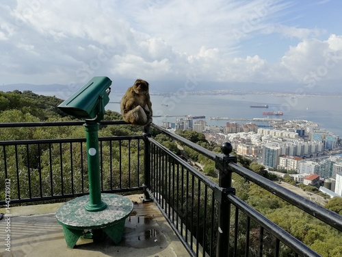 Wild monkey sitting and observing Gibraltar and airport, panoramic landscape of city and rock in background.