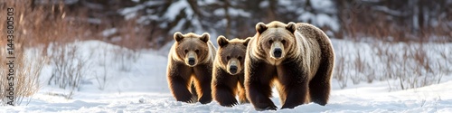 Obraz na płótnie Majestic Bears Wildlife Banner Panorama for Stunning Visuals , on white w salonie