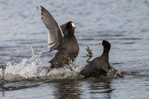 Fotografía Pair of American coots fighting in a lake.
